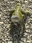 IMG_1118