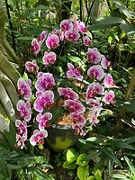 IMG_2584