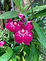 IMG_2587