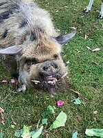 IMG_3986
