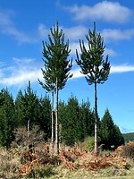 IMG_4653