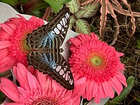 IMG_5417