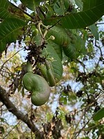 IMG_5206