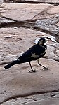 IMG_6855
