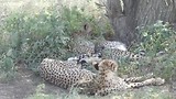 Cheeta moeder met twee kinderen