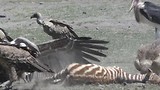 Wat een ordinair geschrok