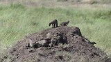 Banded Mongooses