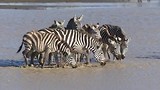 Dorstige zebra’s