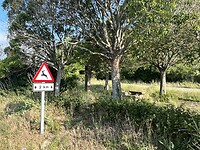 Maneru