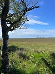 Dwingelderveld
