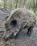 De Veluwe, groot wild