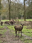 De Veluwe