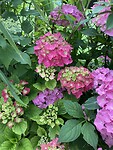 Hortensia’s in bloei