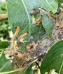 Perenspinselbladwesp in de tuin