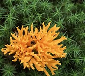 Kunst van de natuur