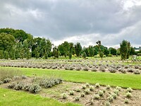 Lavendeltuin Stroe