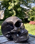 De snijtafel , anatomisches in Harderwijk