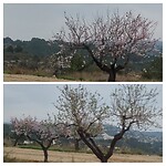 Bloeiende amandelbomen