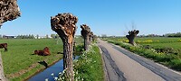 Lekker Hollands