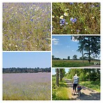 Korenbloemenveld,  blauw blauw