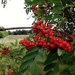 Lijsterbessen