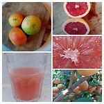 Grapefruit
