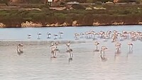 Flamingo’s
