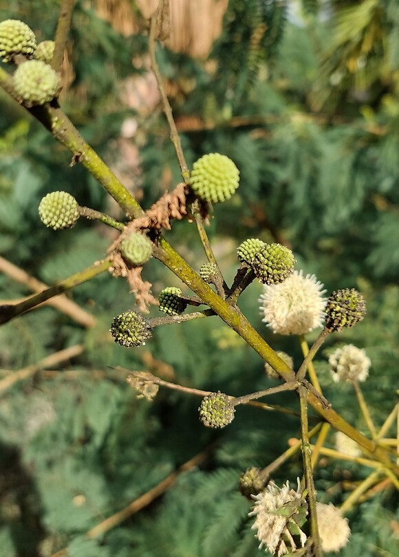 Mimosa