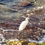 Kleine zilverreiger