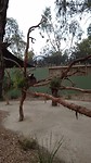 koala met baby
