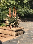 aloe” vera