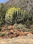 Er staan prachtige cactussen