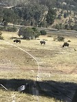 Wildebeesten en gnoes zo langs de weg
