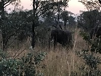 Krugerpark