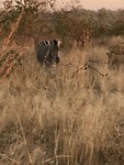 Krugerpark