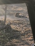 Krugerpark hyena met jong