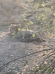 Krugerpark