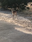 Krugerpark