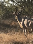 Krugerpark