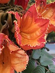Tulpenboom