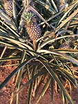 Ananasplantage