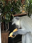 Ananas lekker?