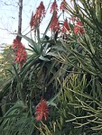 Aloe