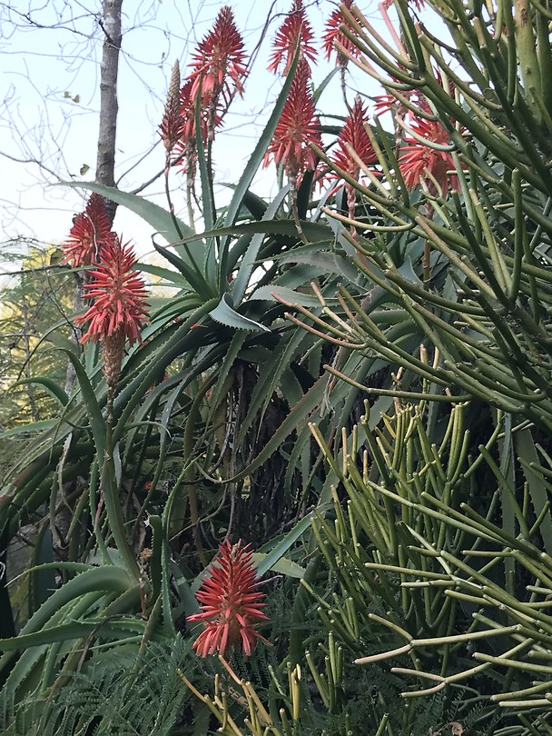 Aloe