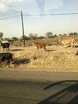 Onderweg de koeien lopen gewoon langs de weg.....