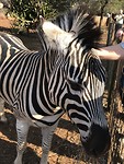 Chagrijnige zebra