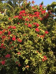 Mooie bloemen