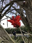 Vuurboom