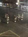 Getrakteerd  door een Afrikaans das groepje