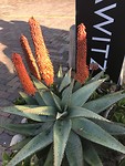 Ze blijven mooi die vuurpijl aloe